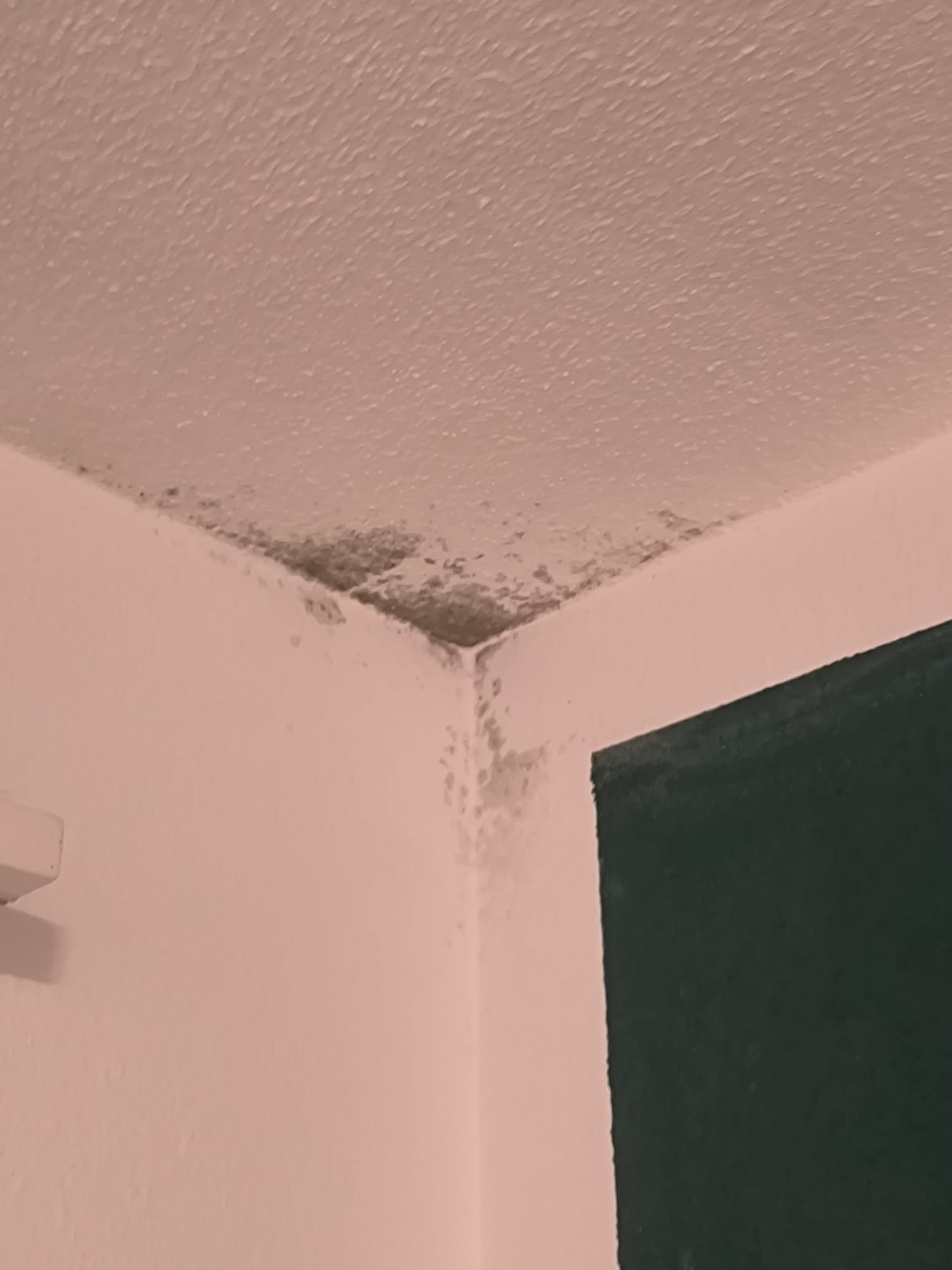 Auftrag: Wohnung neu streichen in Spreitenbach